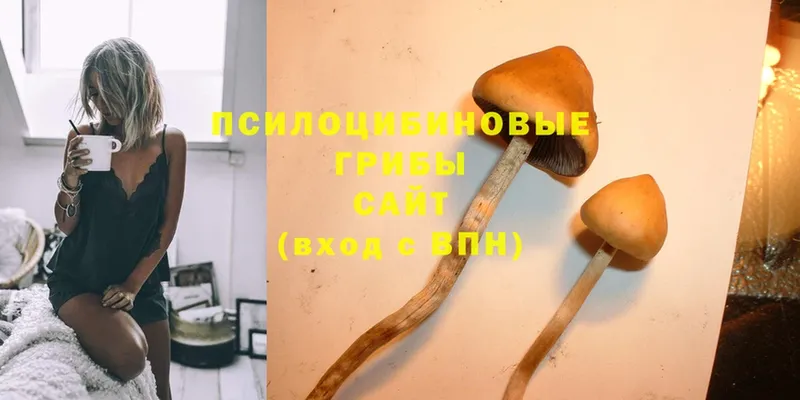 Псилоцибиновые грибы Psilocybine cubensis  Цоци-Юрт 